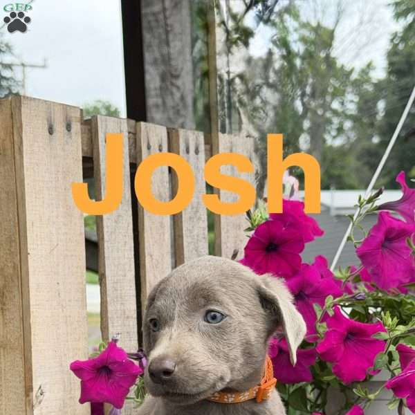 Josh, Silver Labrador Retriever Puppy
